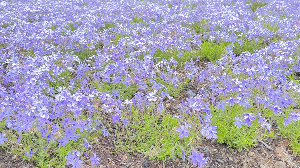 富士芝桜