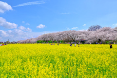 幸手権現堂桜堤