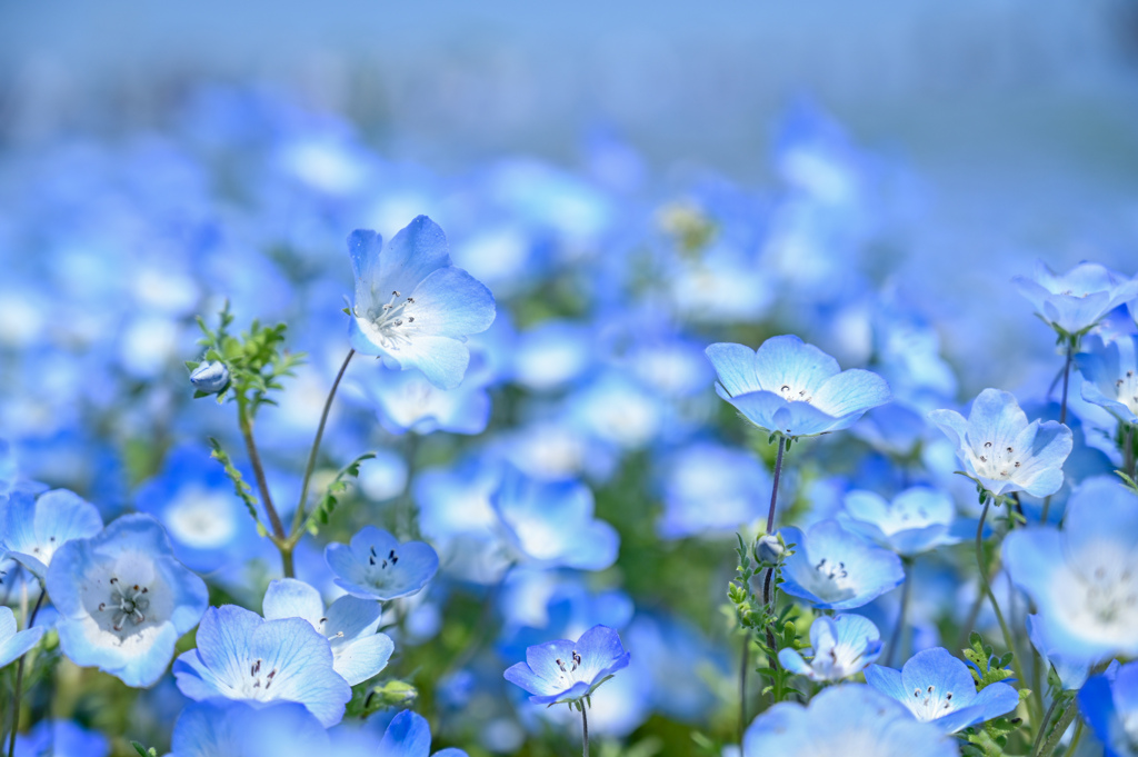 ネモフィラ