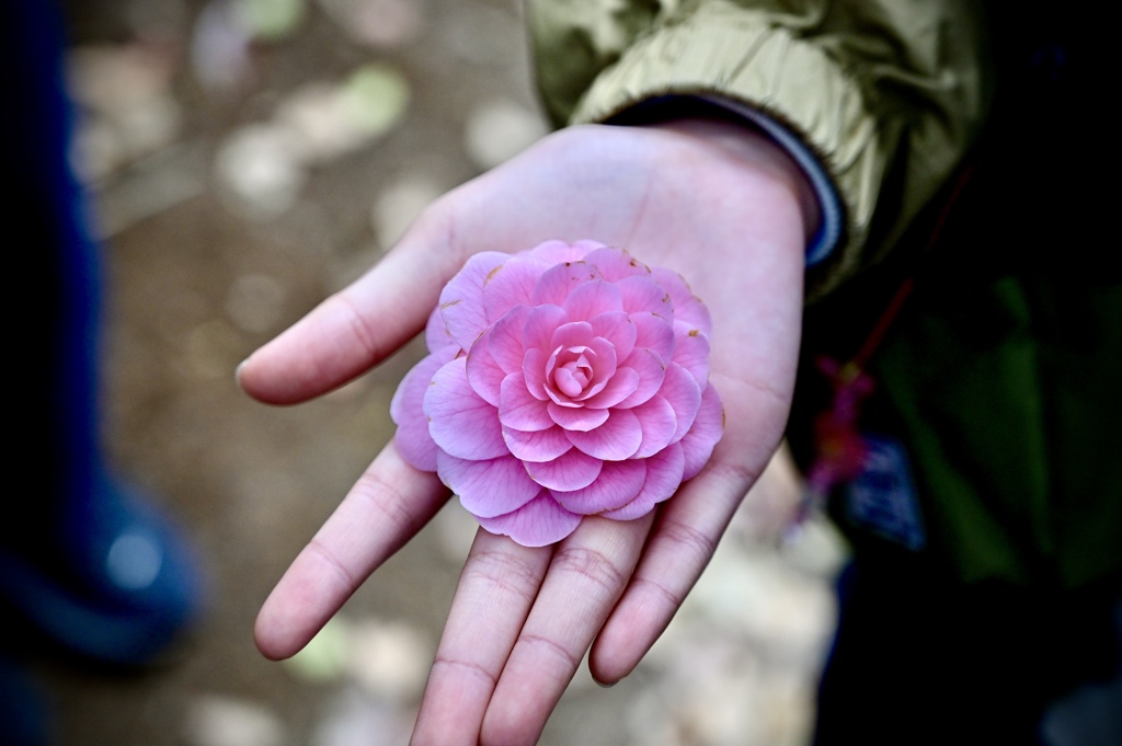 手のひらに椿