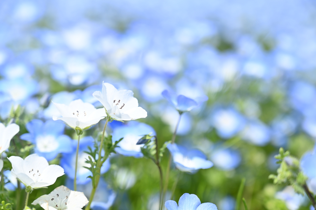 ネモフィラ