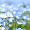 ネモフィラ