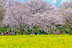幸手権現堂桜堤
