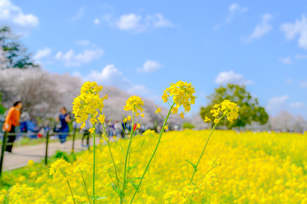 幸手権現堂桜堤