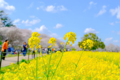 幸手権現堂桜堤