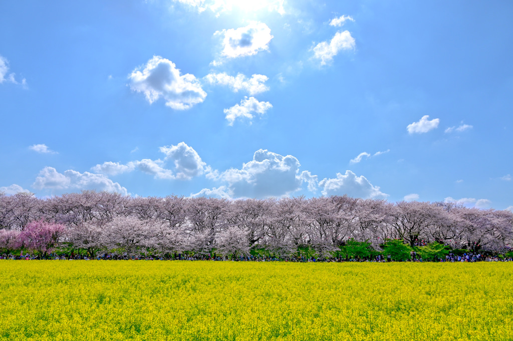 幸手権現堂桜堤