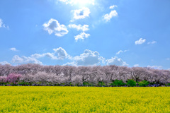 幸手権現堂桜堤