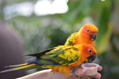 順番こインコ
