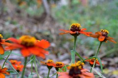 原始色の花