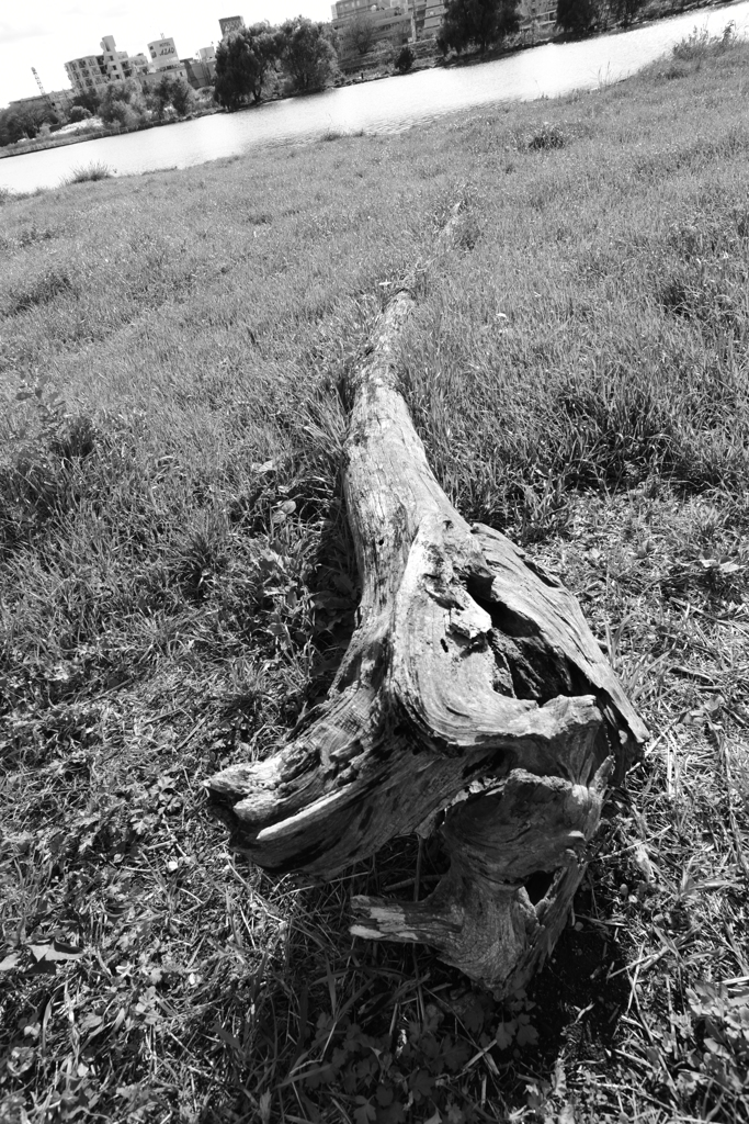 リュウグウノツカイ