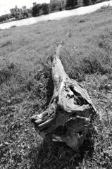 リュウグウノツカイ