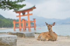 鹿と鳥居