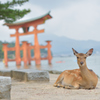 鹿と鳥居