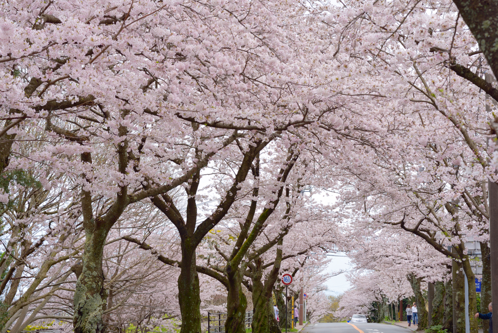 桜の並木道