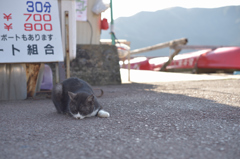 ねこ