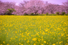 彩り