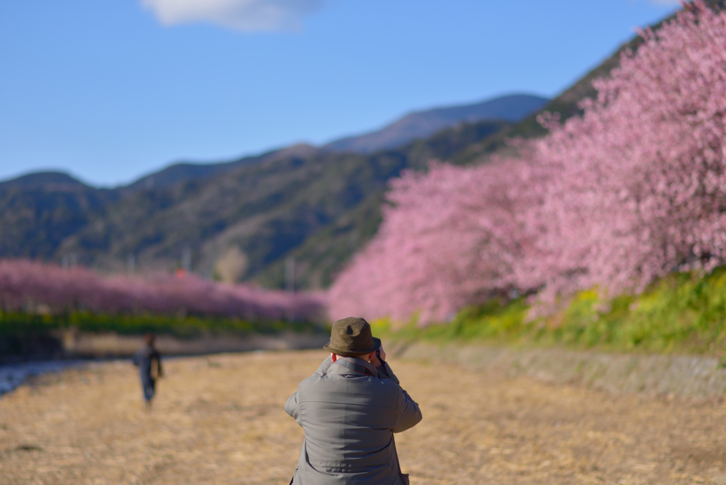 さくらの季節