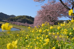 みなみの桜