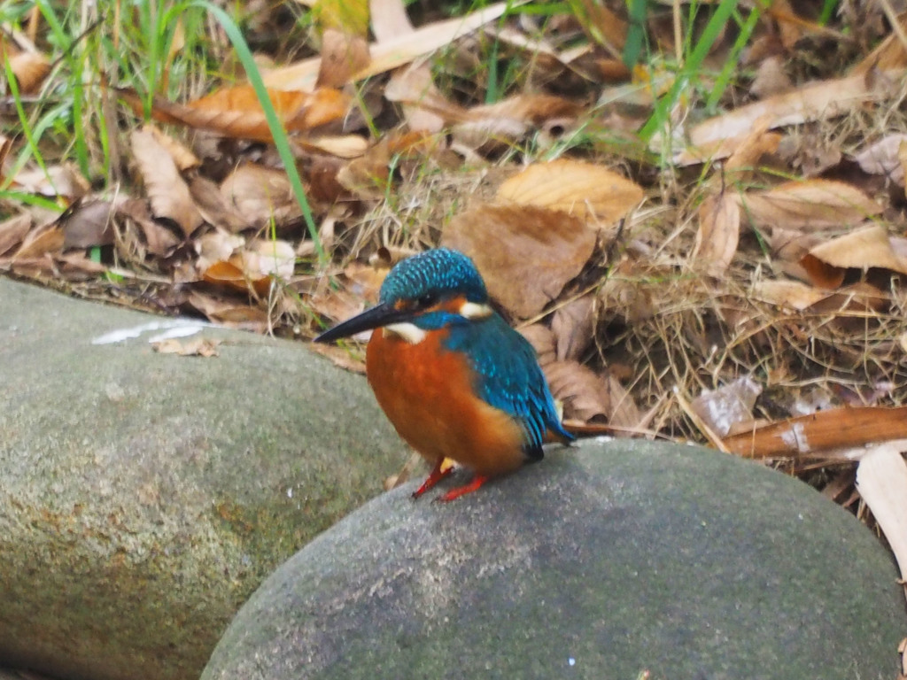 各務原市　河跡湖公園のカワセミ