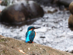 各務原市　河跡湖公園のカワセミ