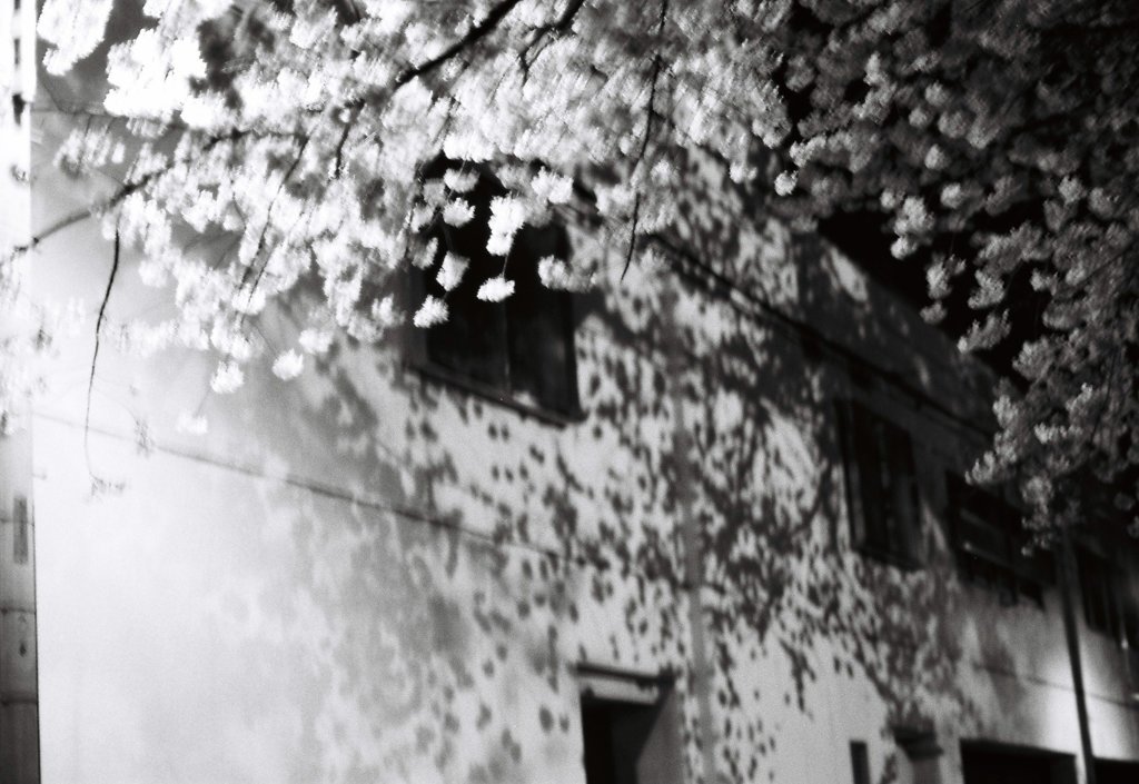 街中の夜桜