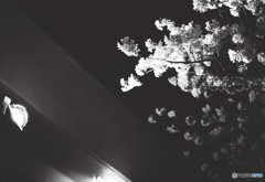 桜～ライトアップ！