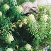 超宇宙的植物