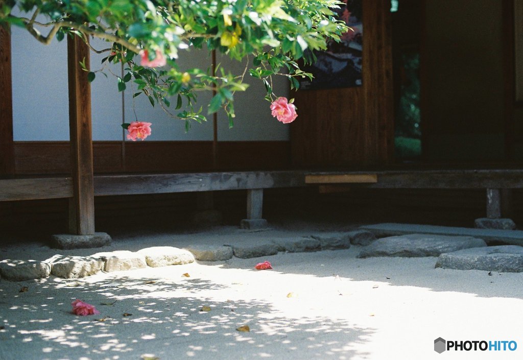 TSUBAKI-camellia