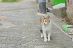 まちのねこ