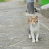 まちのねこ