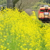 菜の花の季節