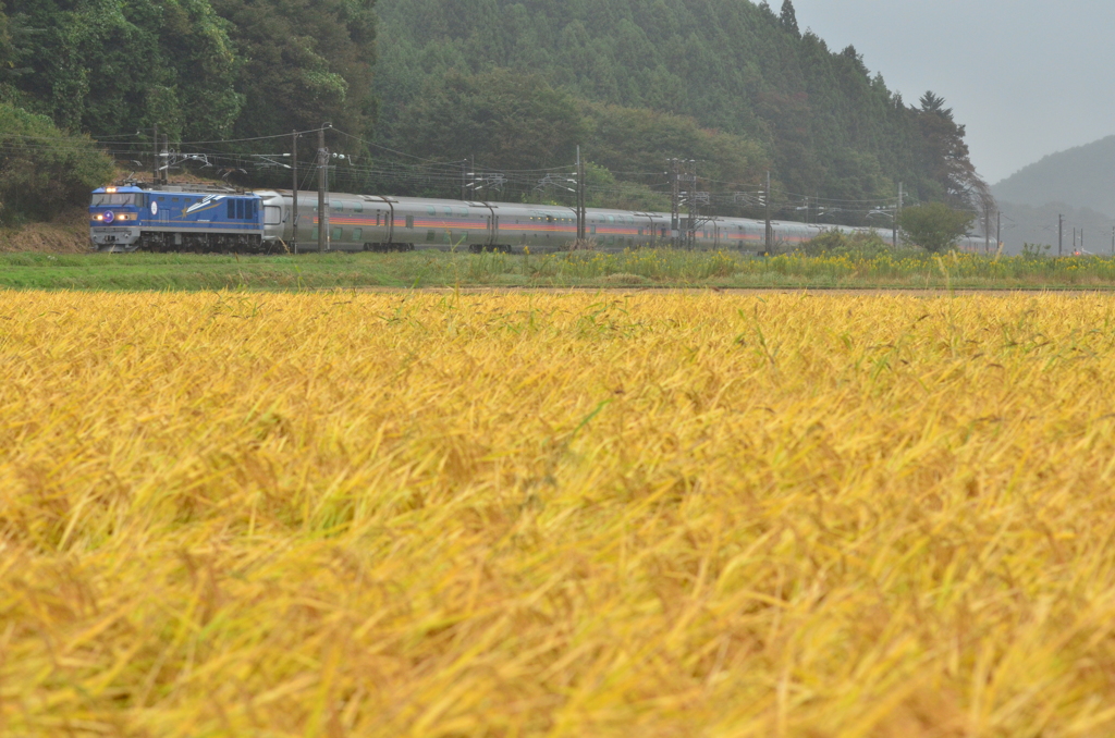 稲刈り間近の田んぼの中を