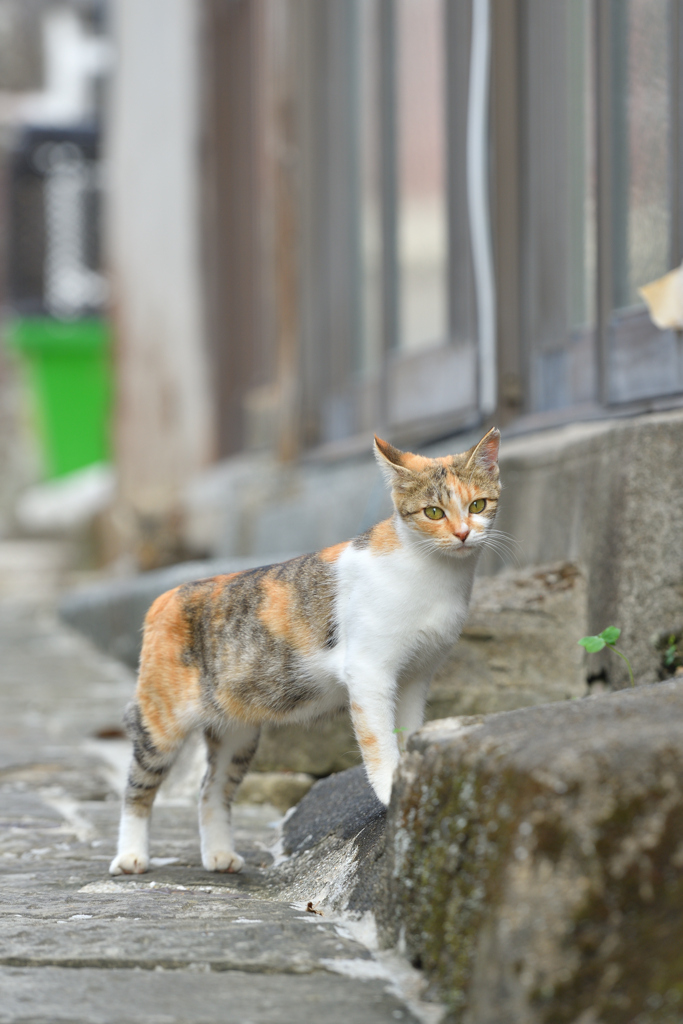 じー。