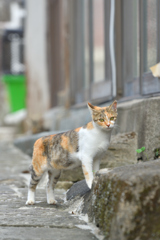 じー。