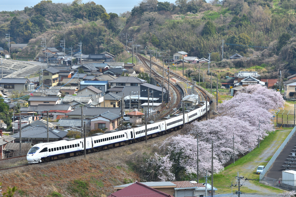 桜・かもめ