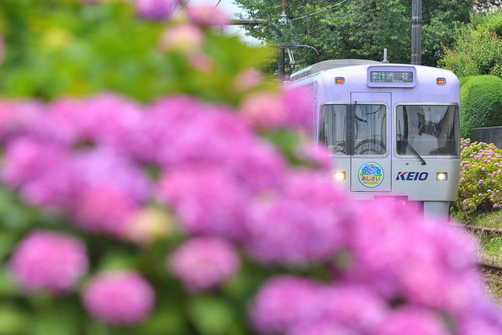 あじさい電車