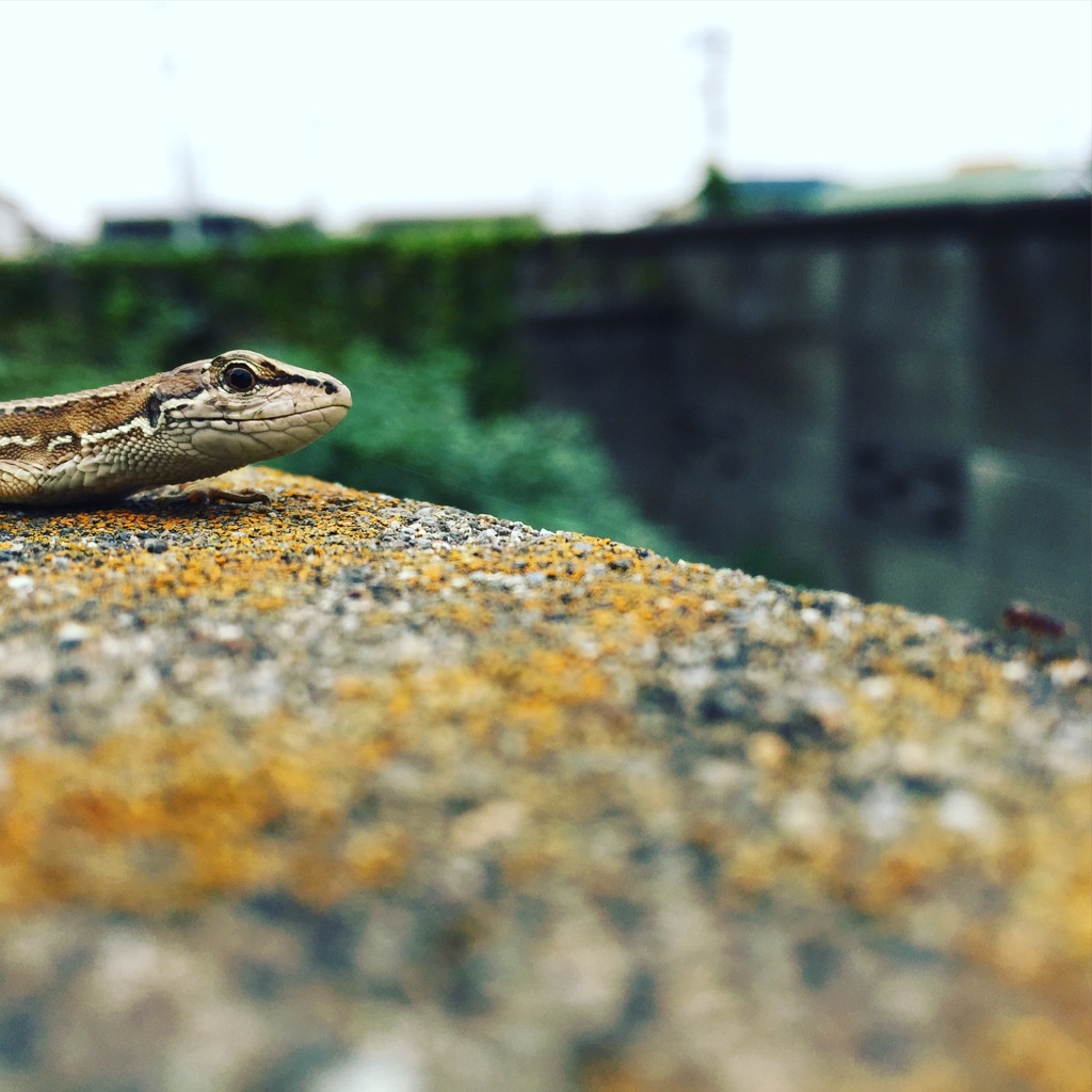 塀の上のカナヘビ