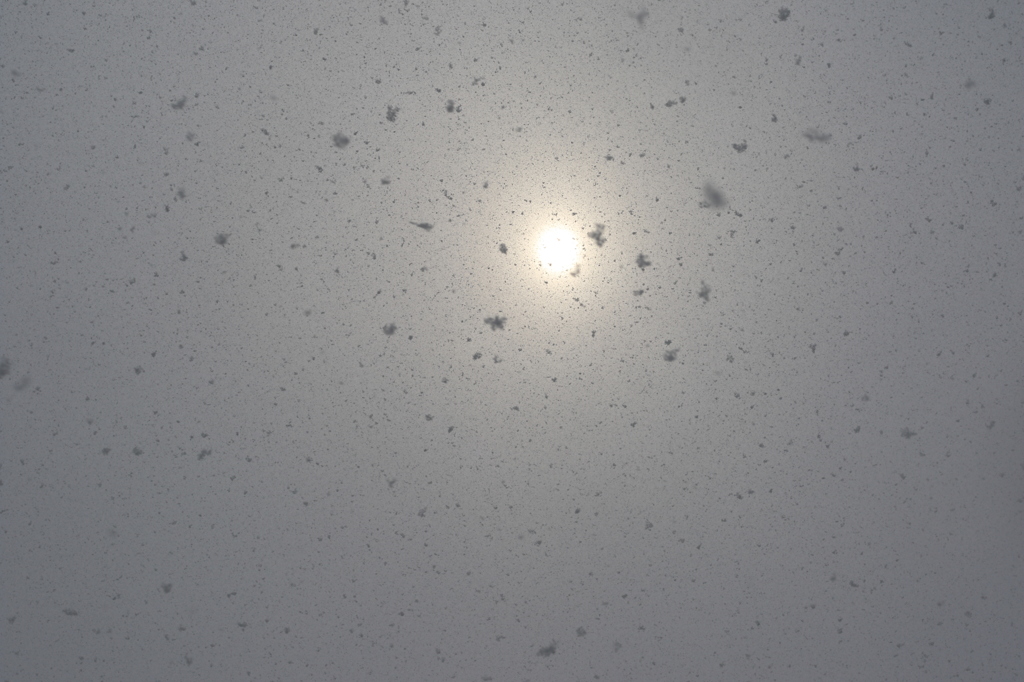舞い散る雪