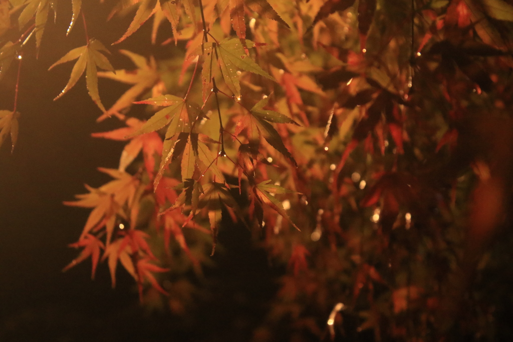 雨に萌える紅葉