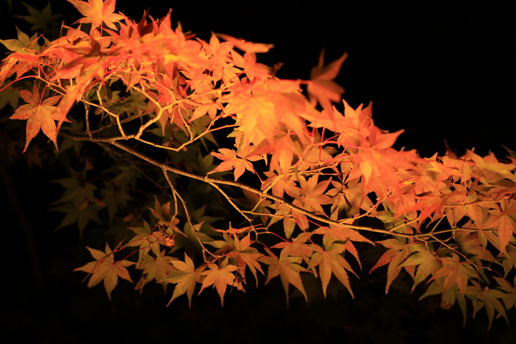 夜のもみじ