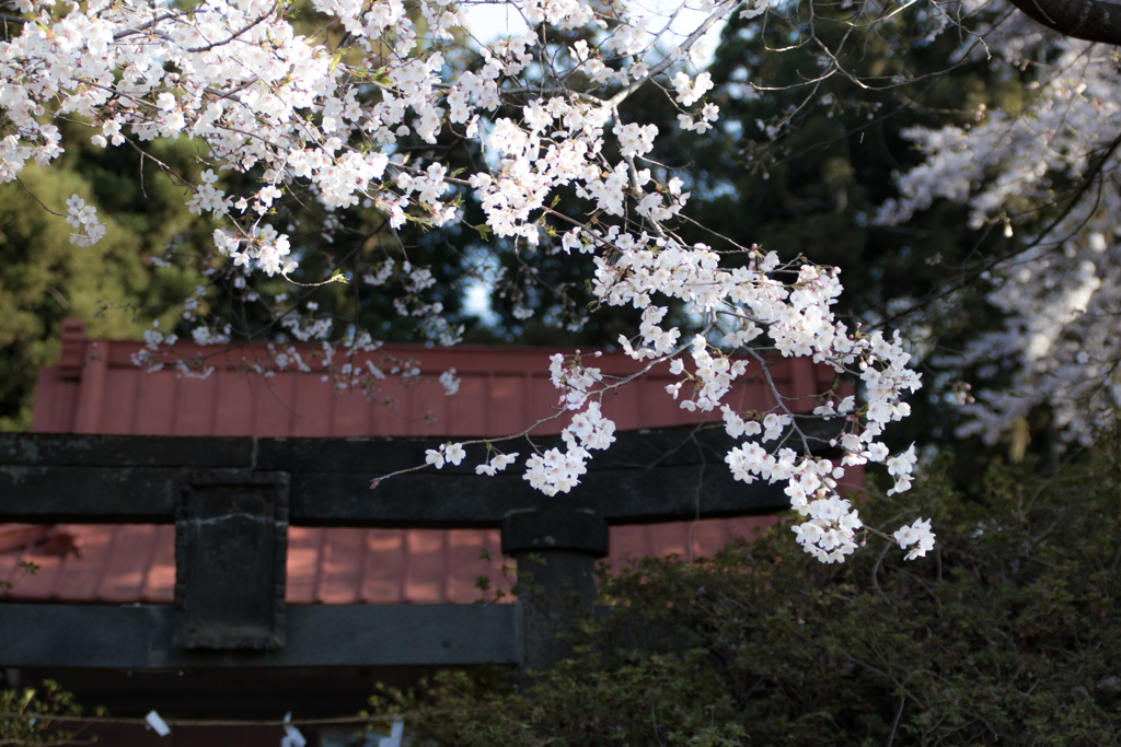 桜前線を追って(その3)