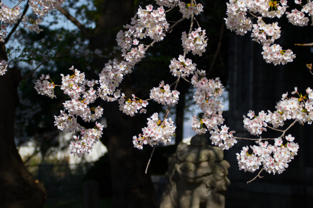 桜前線を追って(その2)