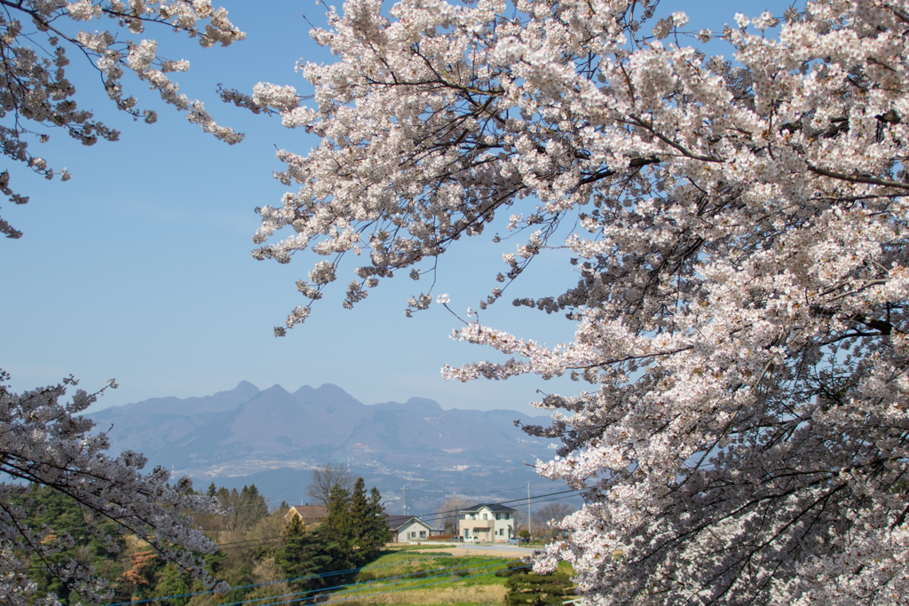 桜前線を追って(その1)