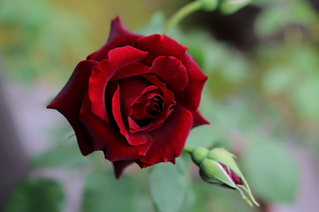素人作 上品な薔薇