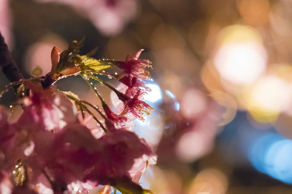  a twinkle flower