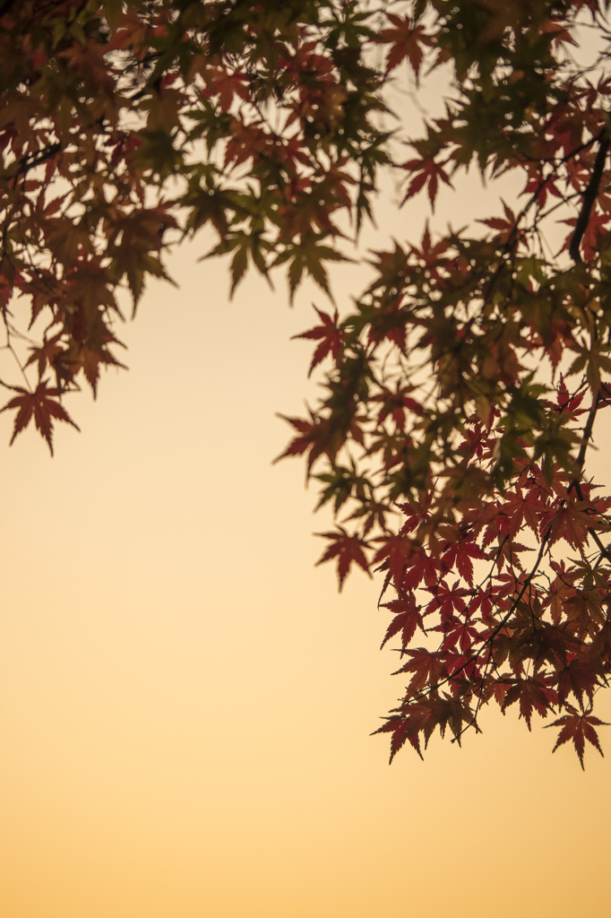 夕暮れの栞