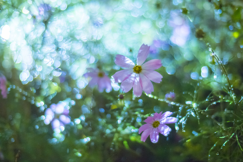 夜の秋桜