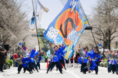 KANAGAWAよさこい with 龍馬2016_04