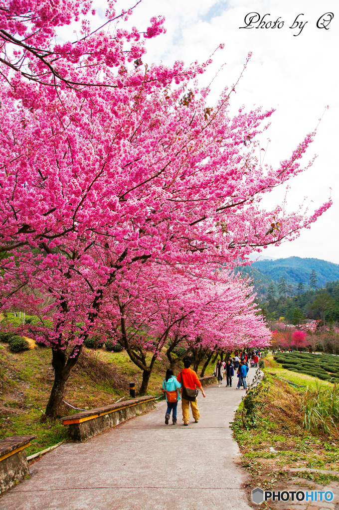 桜の花見＠台湾