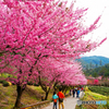 桜の花見＠台湾